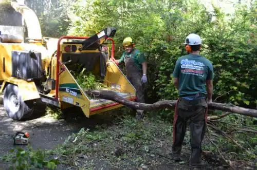 tree services El Paso de Robles